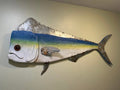 48” Mahi-Mahi ( Dolphin)