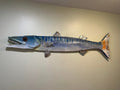 48” Barracuda
