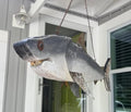 52” Double sided Free hanging Great White Shark