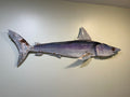52”-60”  Mako Shark